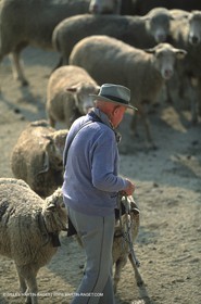 Saint Rémy de Provence (FRA,13) - Fête de la Transhumance