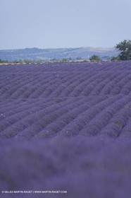 13 08 2007 - Valensole (04) - Lavandes en fleur sur le plateau de Valensole