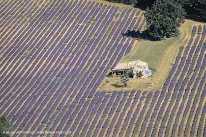 France, Provence, Lavender fields