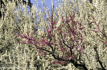 Luberon, Vaucluse (FRA,84) - Fruit trees blooming