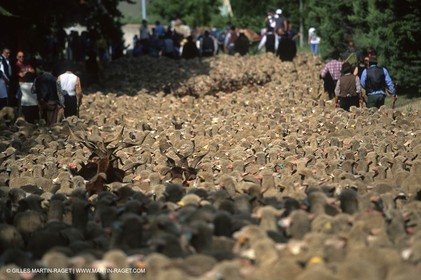 Saint Rémy de Provence (FRA,13) - Fête de la Transhumance