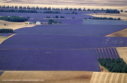 lavander fields , 2005  , Valensole plateau
