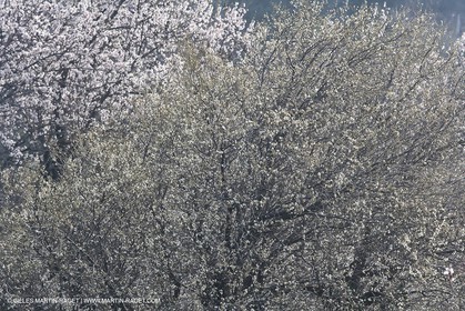16 02 2008 - Les Baux de Provence (FRA, 13) - Alpilles hills landscapes