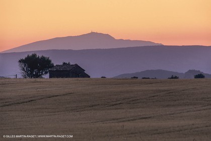 France, Provence, Champs de Blé et d'orge