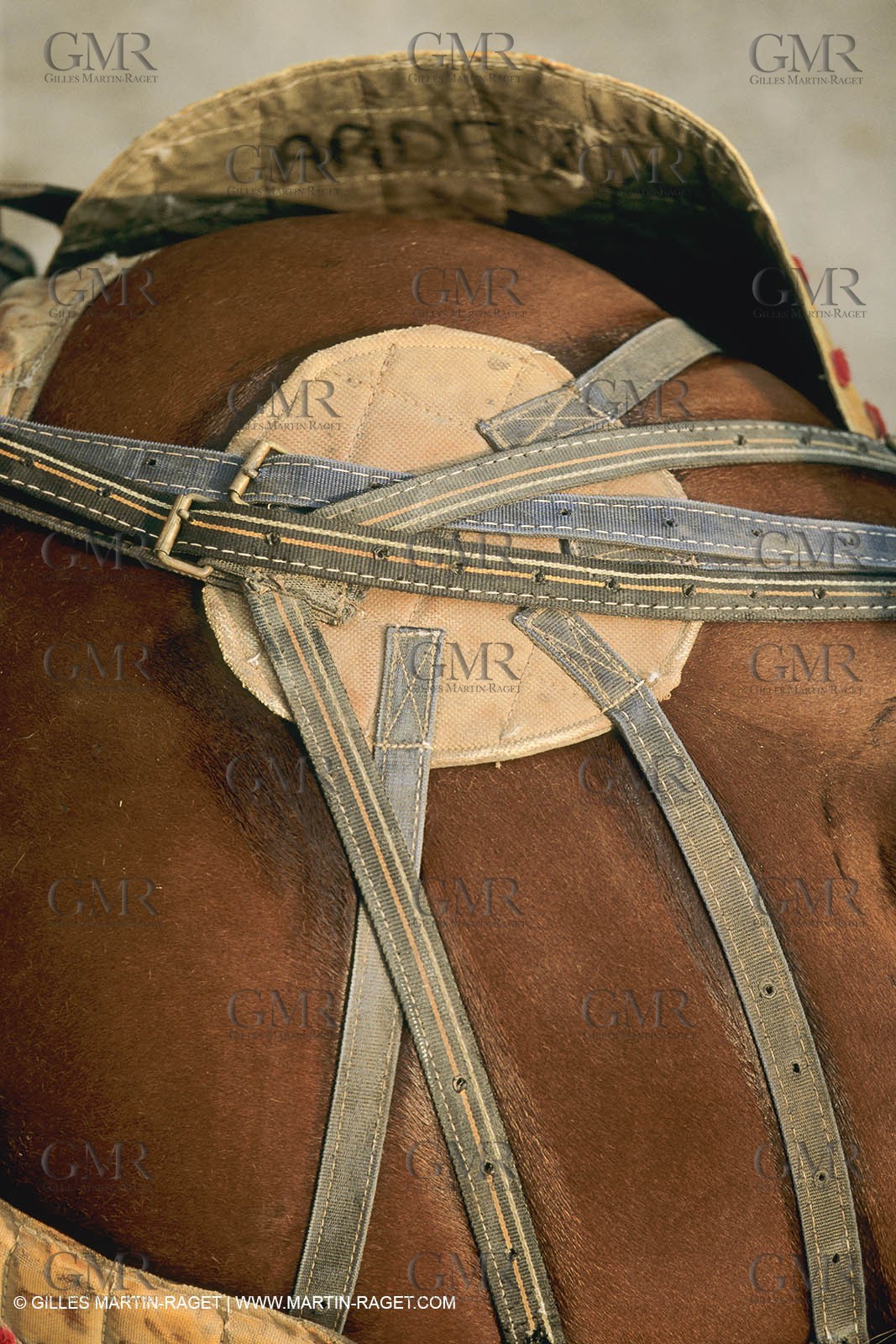 France, Provence, Traditions, tauromachie,