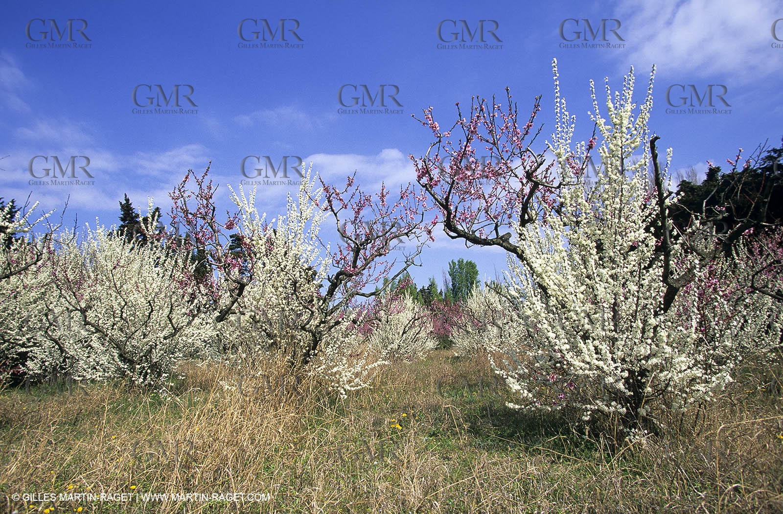 Luberon, Vaucluse (FRA,84) - Fruit trees blooming
