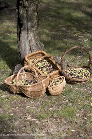 28 10 2007 - Saint Rémy de Provence (FRA, 13) - Cueillette des olives au Vallon Raget