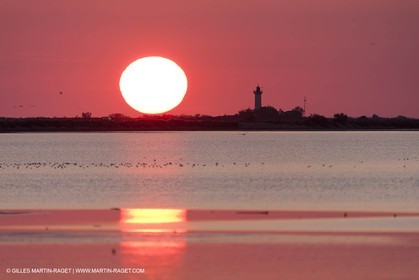 19 04 2011 - Arles (FRA,13) - Pink flamingos in La Gacholle Lighthouse vicinity