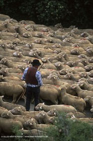 Saint Rémy de Provence (FRA,13) - Sheep stocks migration Fest