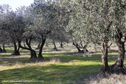 Saint Drézéry (FRA, 34), Domaine de Puech Haut