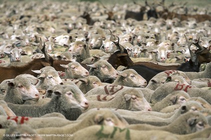 Saint Rémy de Provence (FRA,13) - Fête de la Transhumance