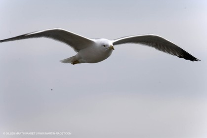 Animaux marins