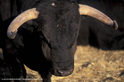 Toros