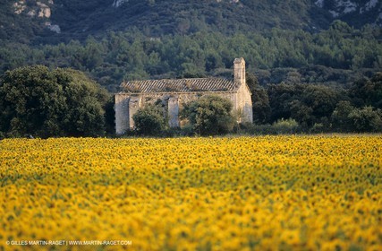 Alpilles (FRA,13) - Sunflower fields