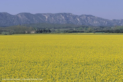 France, south, Alpilles landscapes