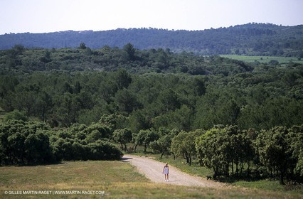 Nîmes garrigue