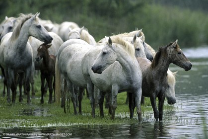 Camargue (FRA,13)