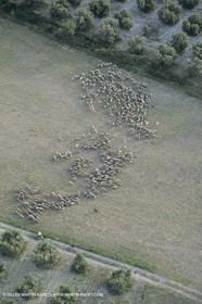 France, Provence, Moutons, bergers, élevage, transhumance