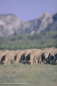 France, Provence, Moutons, bergers, élevage, transhumance