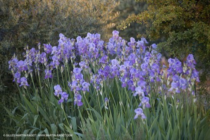 04 05 2008 - Saint Rémy de Provence (FRA, 13) - Paysages des Alpilles