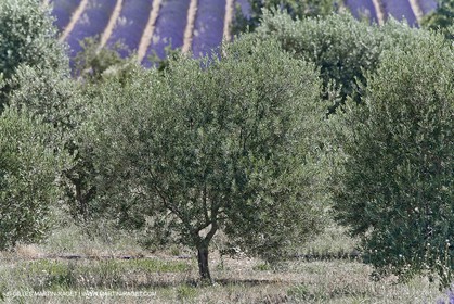 13 08 2007 - Valensole (04) - lavender fields on Valensole plateau