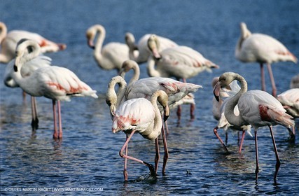 Camargue (FRA,13) - Flamants roses en Camargue
