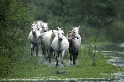 Camargue (FRA,13)