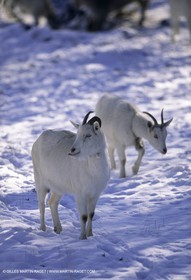 Provence sous la neige