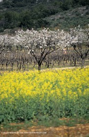 Alpilles (FRA,13), Champs de colza