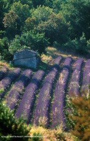 Lavander fields