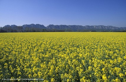 Champs de Colza