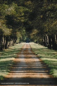 Paysages des Alpilles près d'Eygalières (FRA,13)