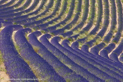27 06 2011 - Puimichel (FRA, 04) - Champs de lavandes