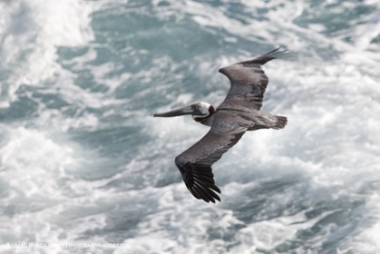 28 01 2012 - Saint Marteen (West Indies) - Swift (Ollier design)