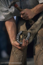 France, Provence, Camargue, Gardians de Camargue, métier, fêtes, élevage, tri