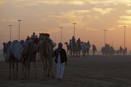 20 11 2010 - Dubai (UAE) - Camel races