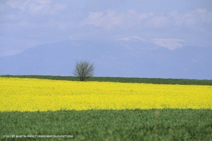 France, Provence, champs de Colza