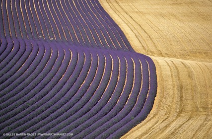 lavander fields , 2005  , Valensole plateau