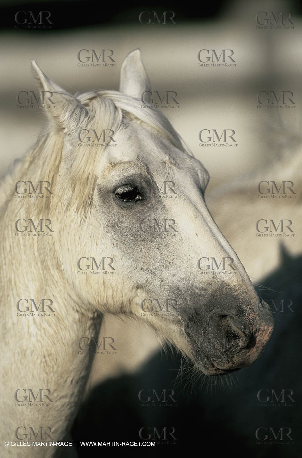 2000-2010- Arles - Les Saintes Maries de la mer (FRA,13) - Camargue horses