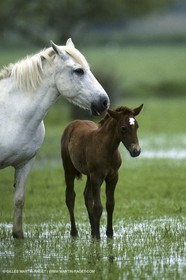 Camargue (FRA,13)