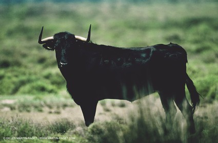 Bouches du Rhône, Camargue (FRA 13) - Taureaux de Camargue
