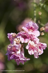 Saint Drézéry (FRA, 34), Domaine de Puech Haut