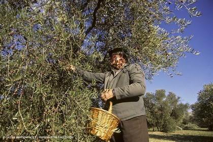 France, Provence, Oliviers, oliveraies, olive trees
