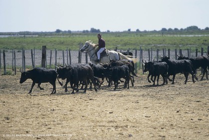France, Provence, Camargue, Gardians de Camargue, métier, fêtes, élevage, tri