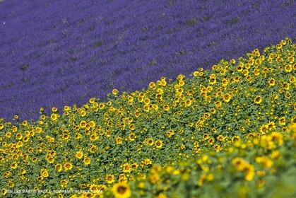 27 06 2011 - Valensole (FRA, 04) - Lavander fields