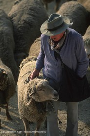 Saint Rémy de Provence (FRA,13) - Fête de la Transhumance