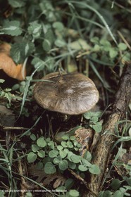 France, Provence, Luberon