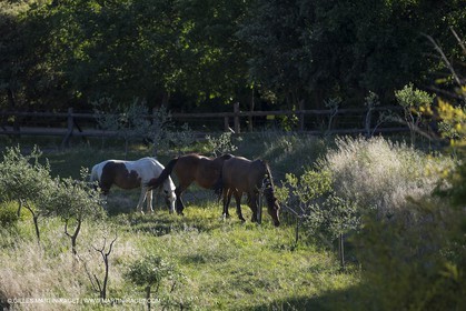 Domaine de la Baume - Tourtour (FRA,83) - 15 05 2014