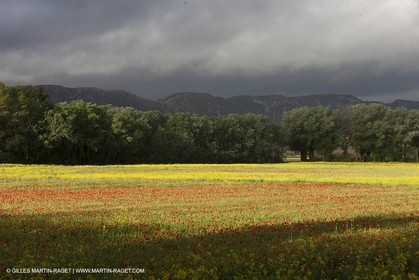 29 04 2012 ( Saint Rémy de Provence (FRA, 13) - Chaîne des Alpilles vers Romanin