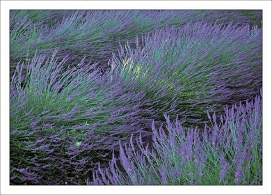 Lavander 3